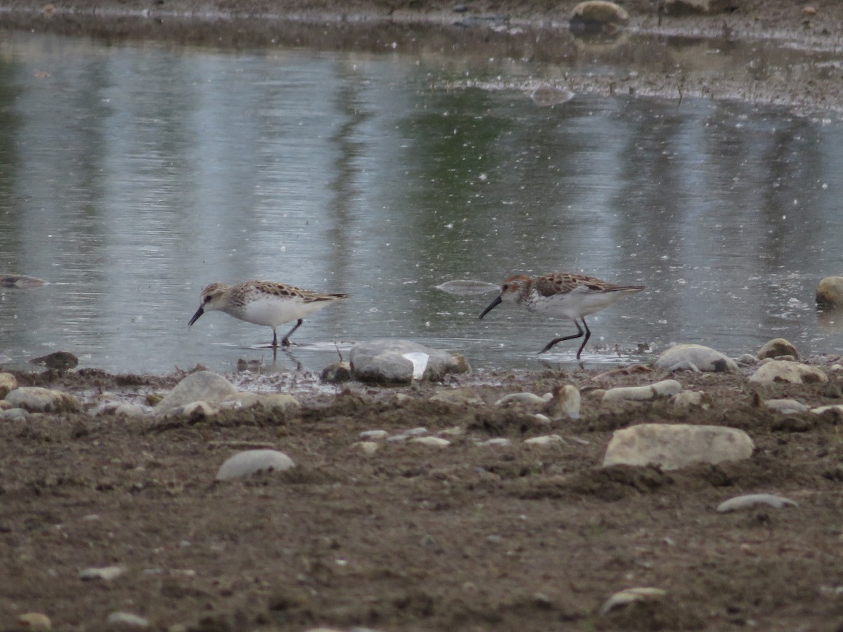 Bergstrandläufer - ML619762218