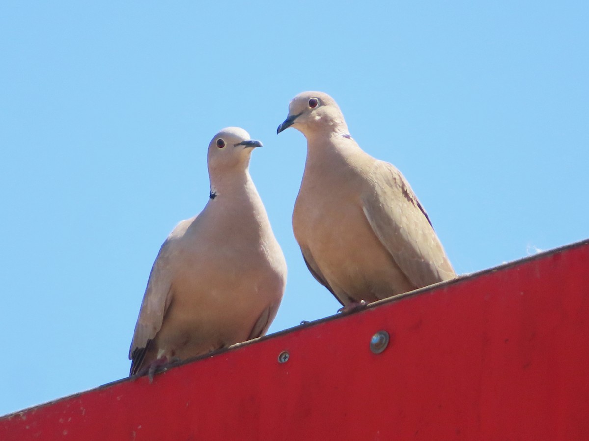 Eurasian Collared-Dove - ML619762221