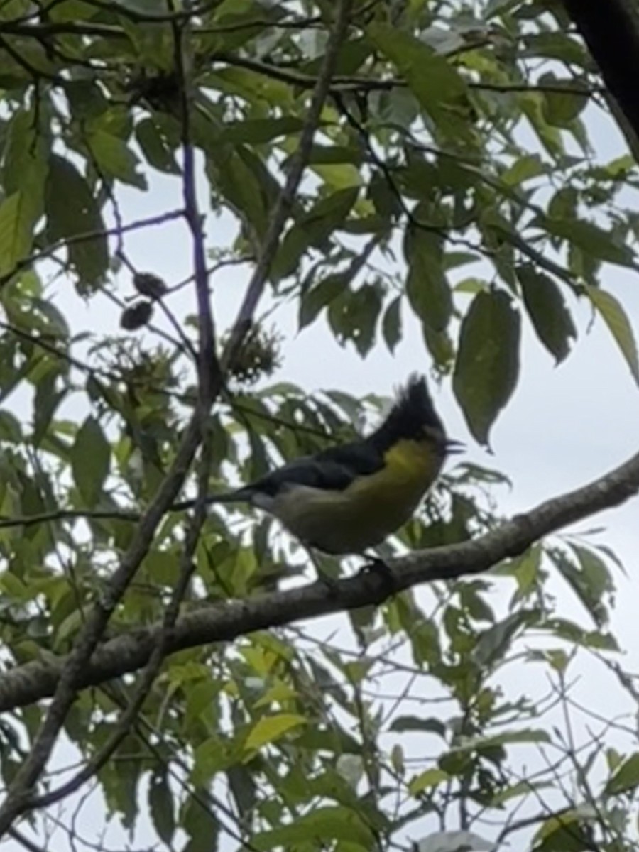 Taiwan Yellow Tit - ML619762239