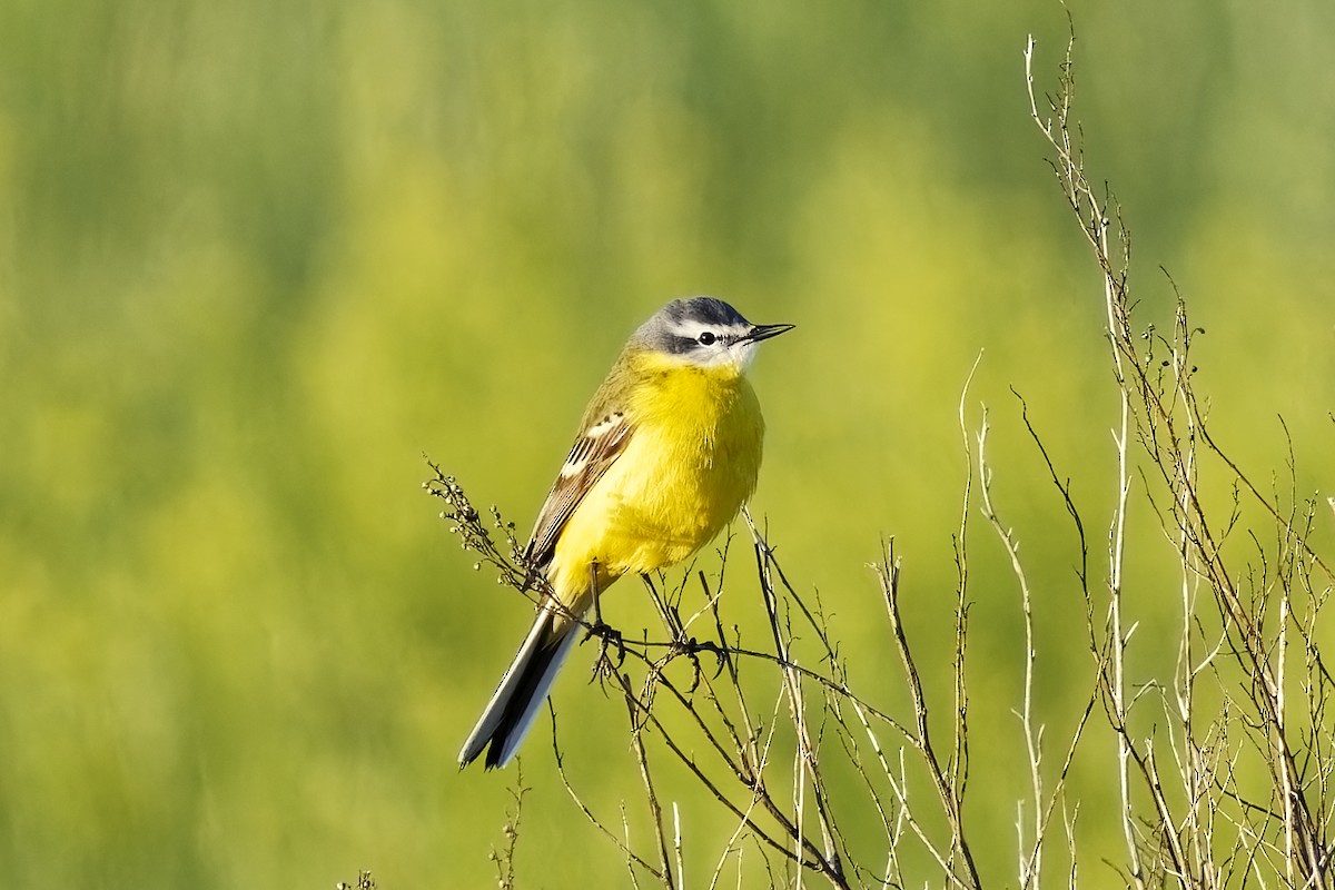 Western Yellow Wagtail (flava/beema) - ML619762254