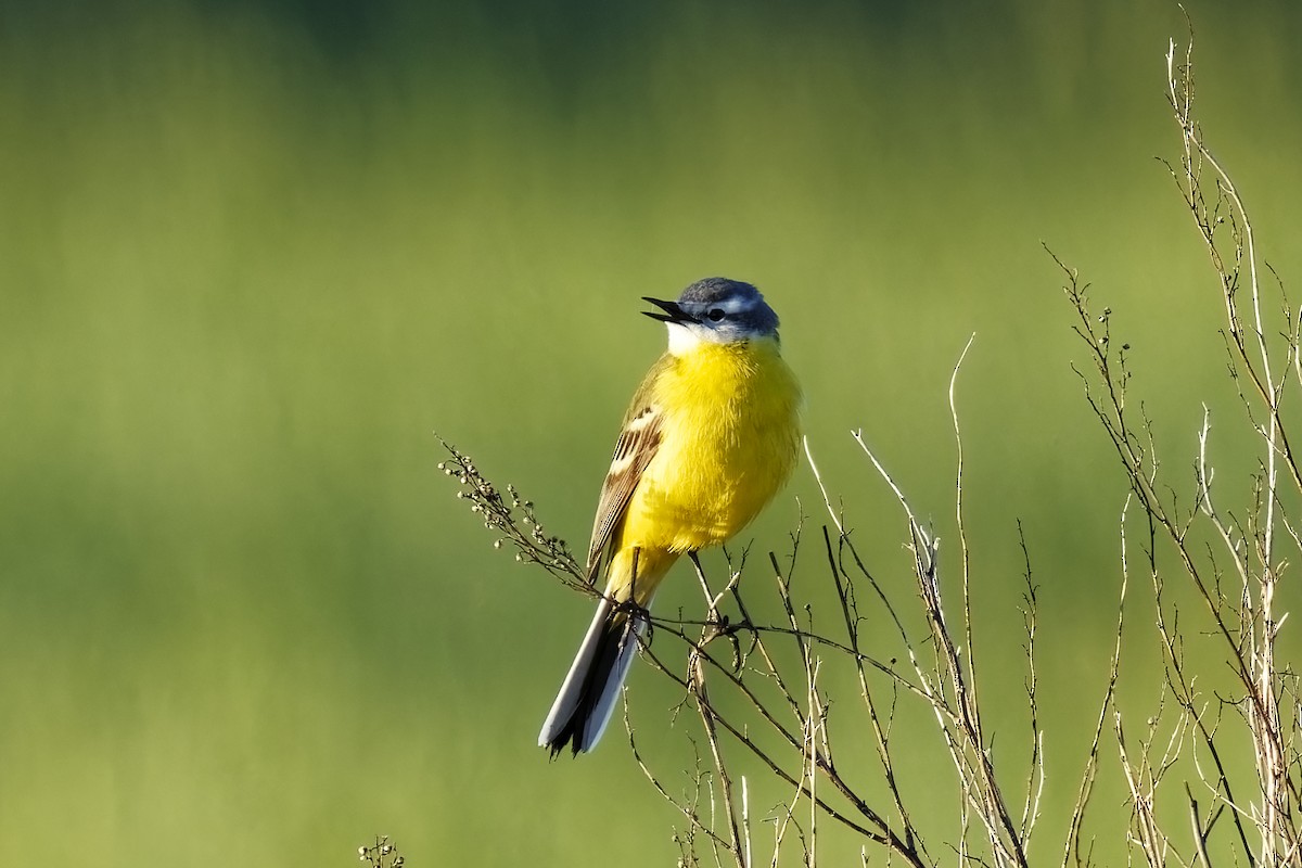 Western Yellow Wagtail (flava/beema) - ML619762256