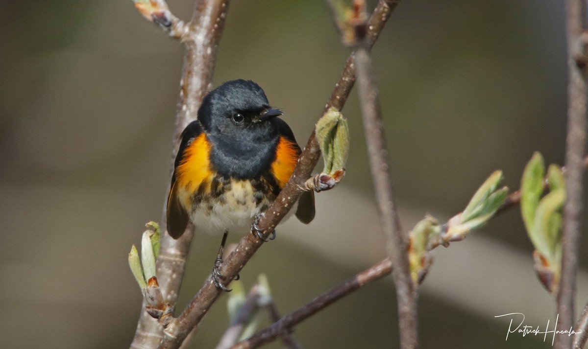 American Redstart - ML619762258