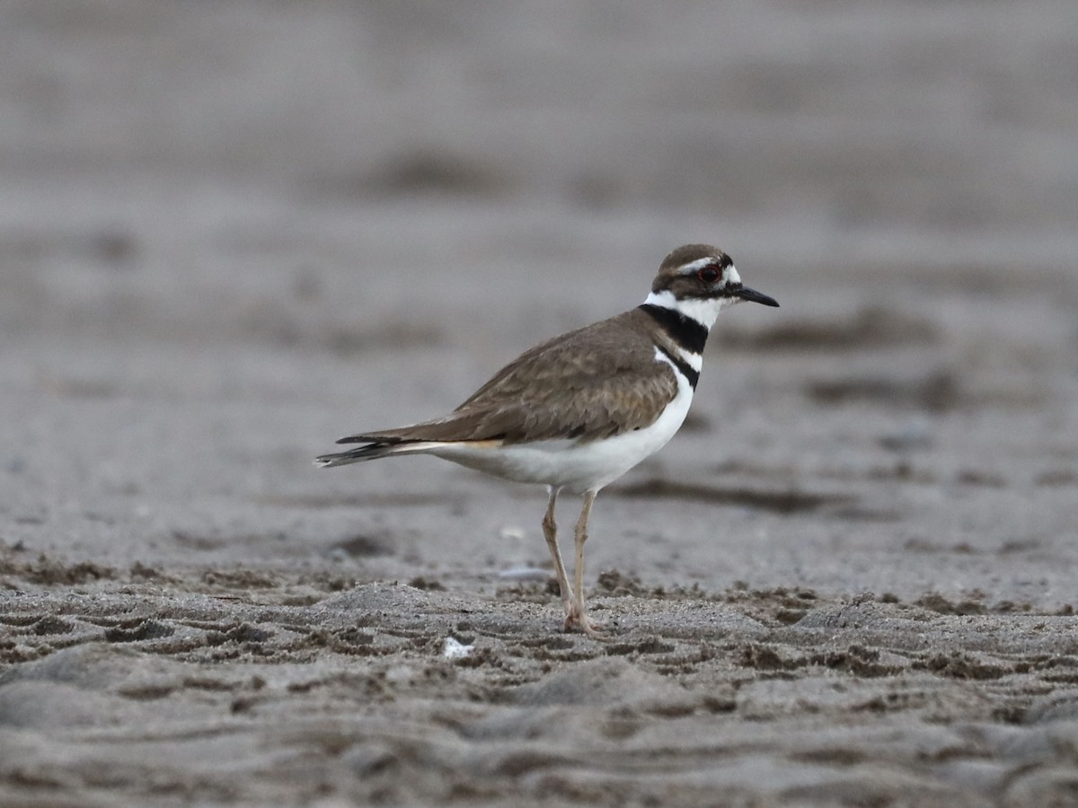 Killdeer - Mike McInnis