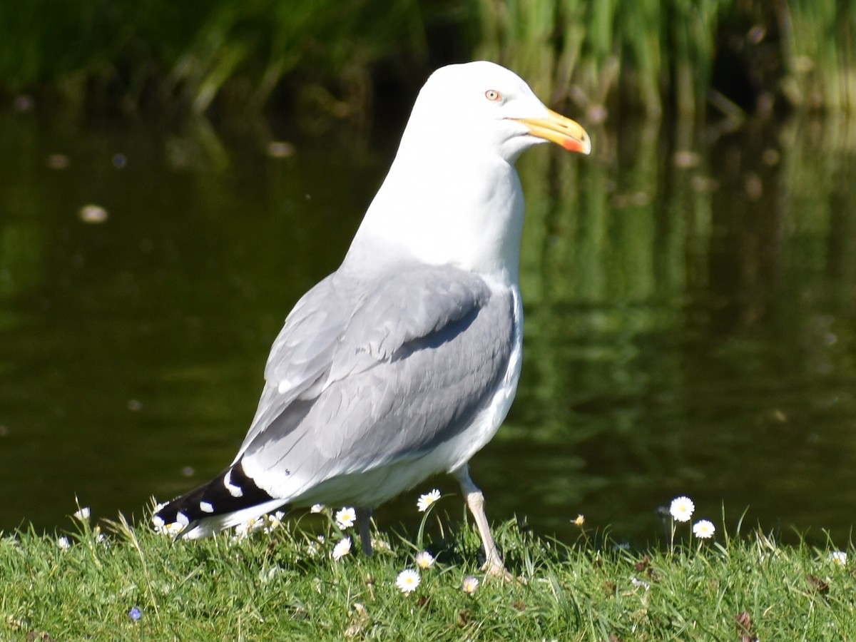 gråmåke - ML619762308