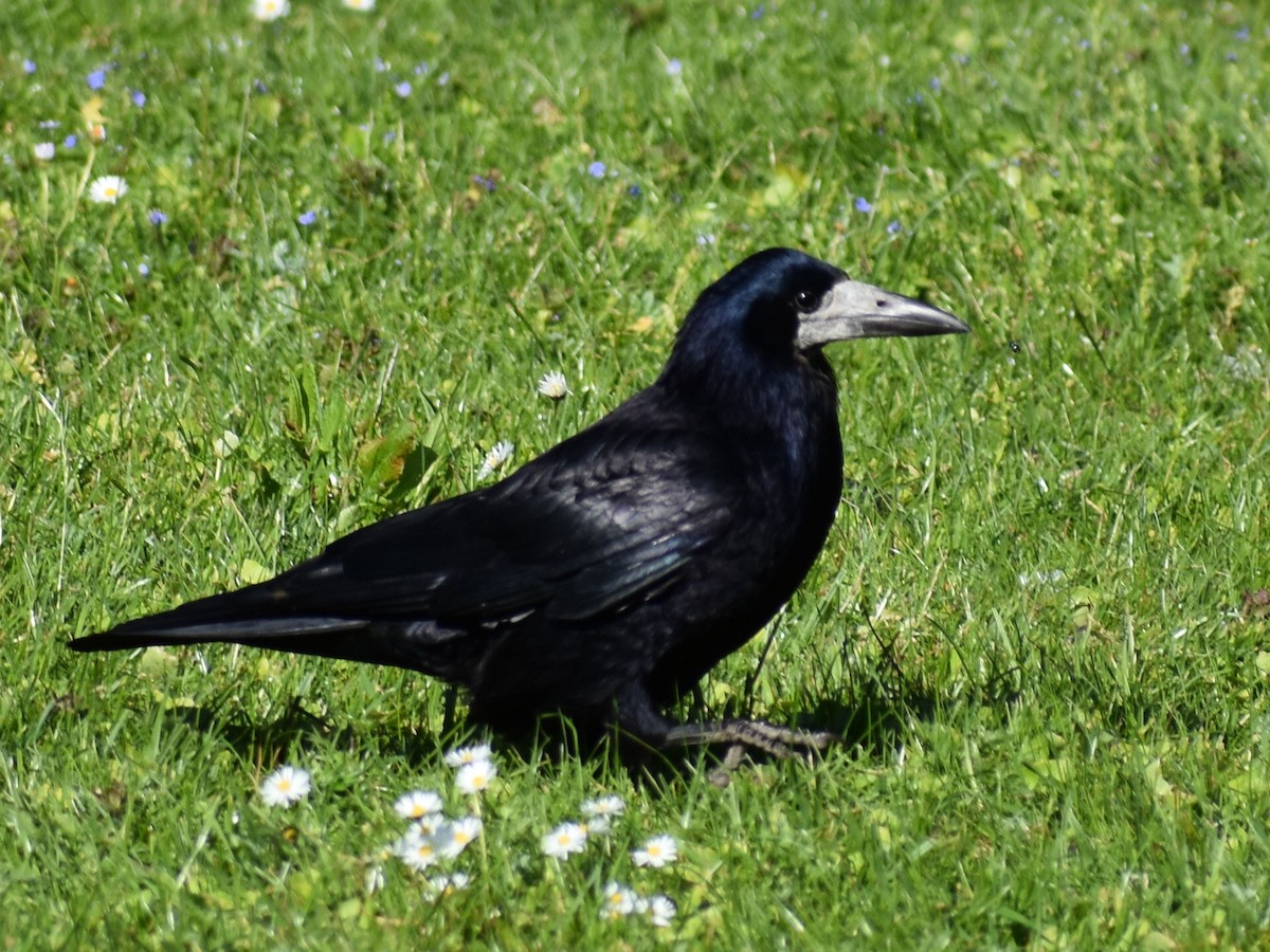 kornkråke - ML619762315
