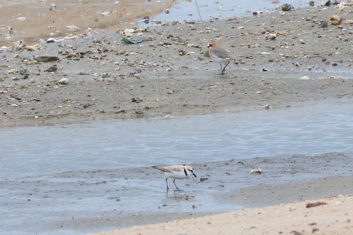 White-faced Plover - ML619762330