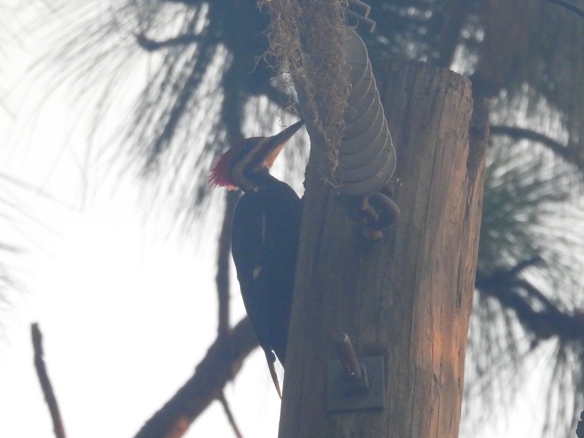 Pileated Woodpecker - ML619762331