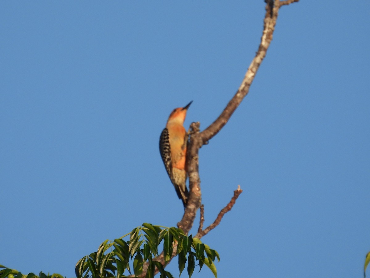 Red-bellied Woodpecker - ML619762332