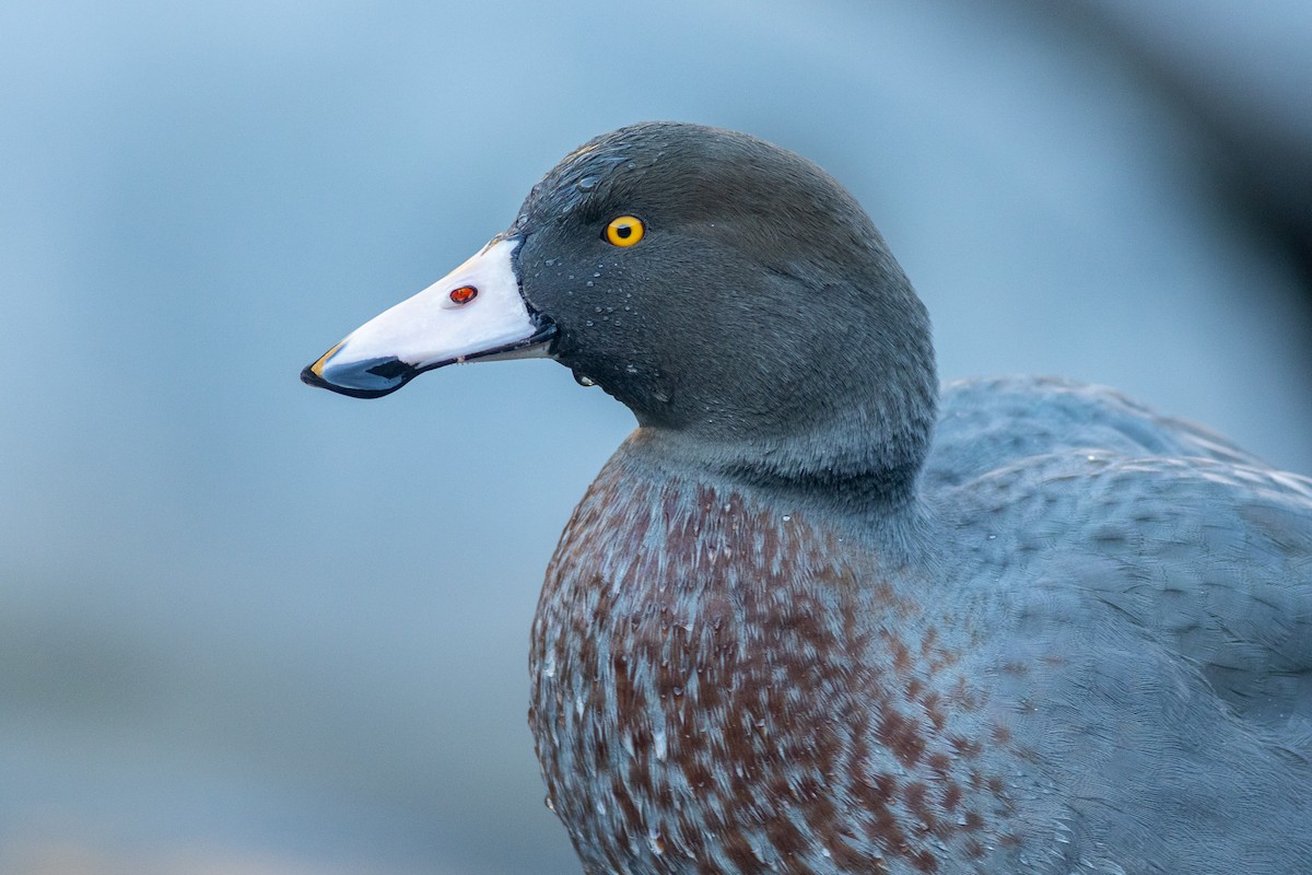 Pato Azul - ML619762338