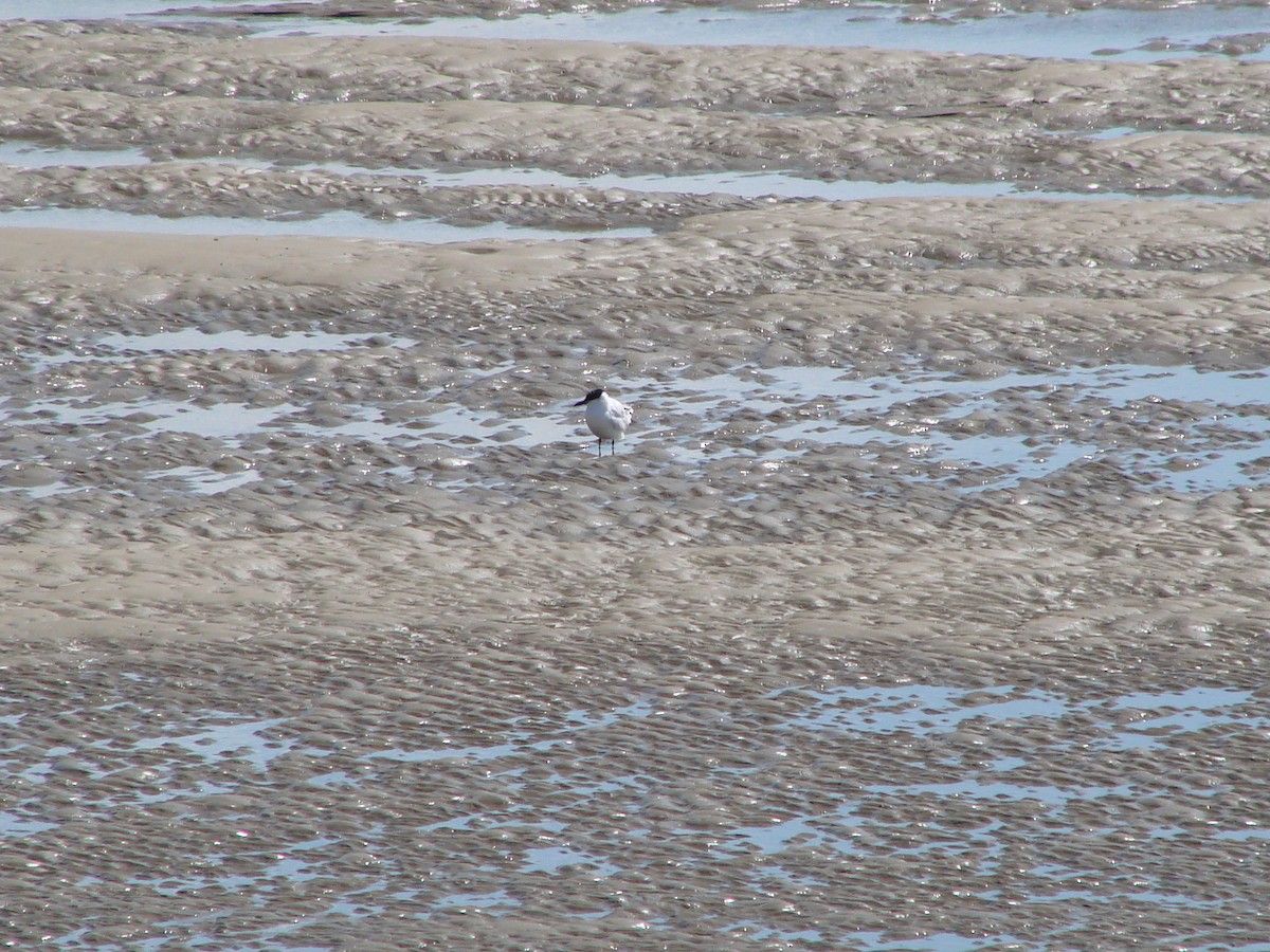 Australian Tern - ML619762350