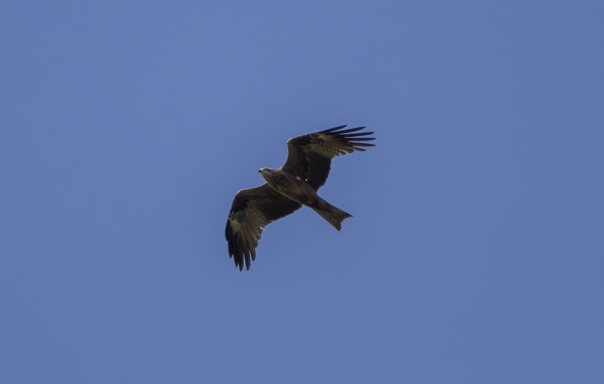 Black Kite - ML619762351