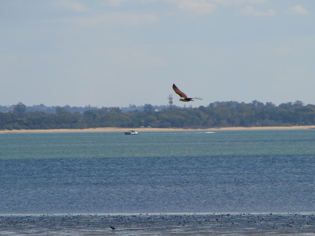 Brahminy Kite - ML619762359