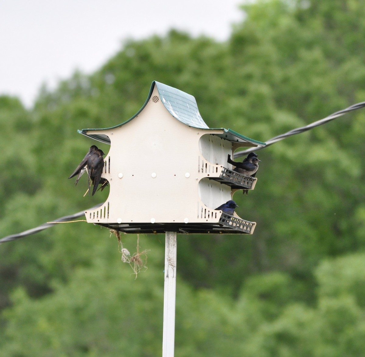 Purple Martin (subis/arboricola) - ML619762363