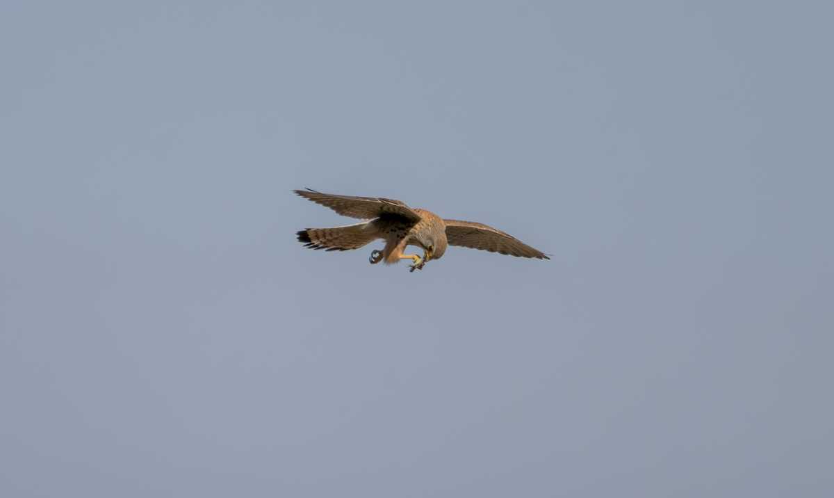 Eurasian Kestrel - ML619762375