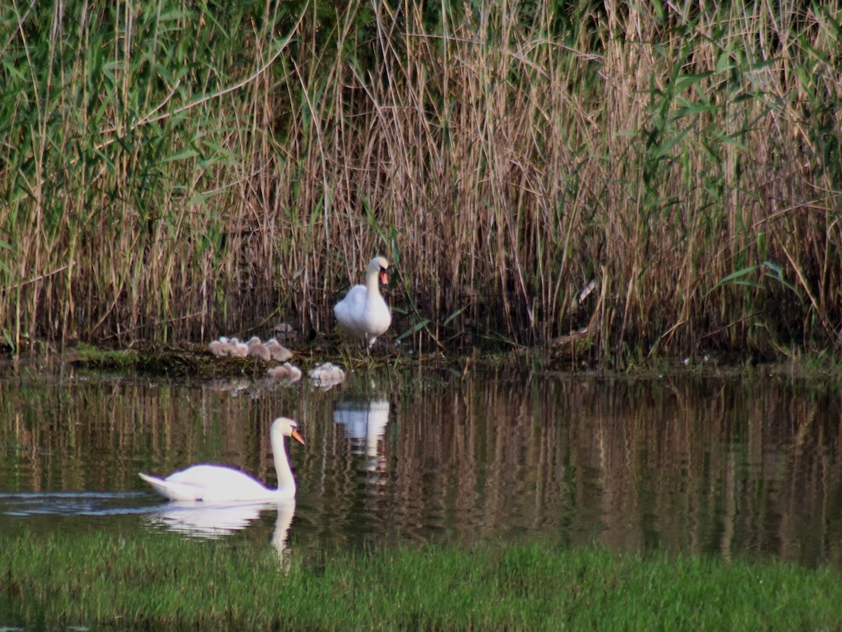 Mute Swan - ML619762415