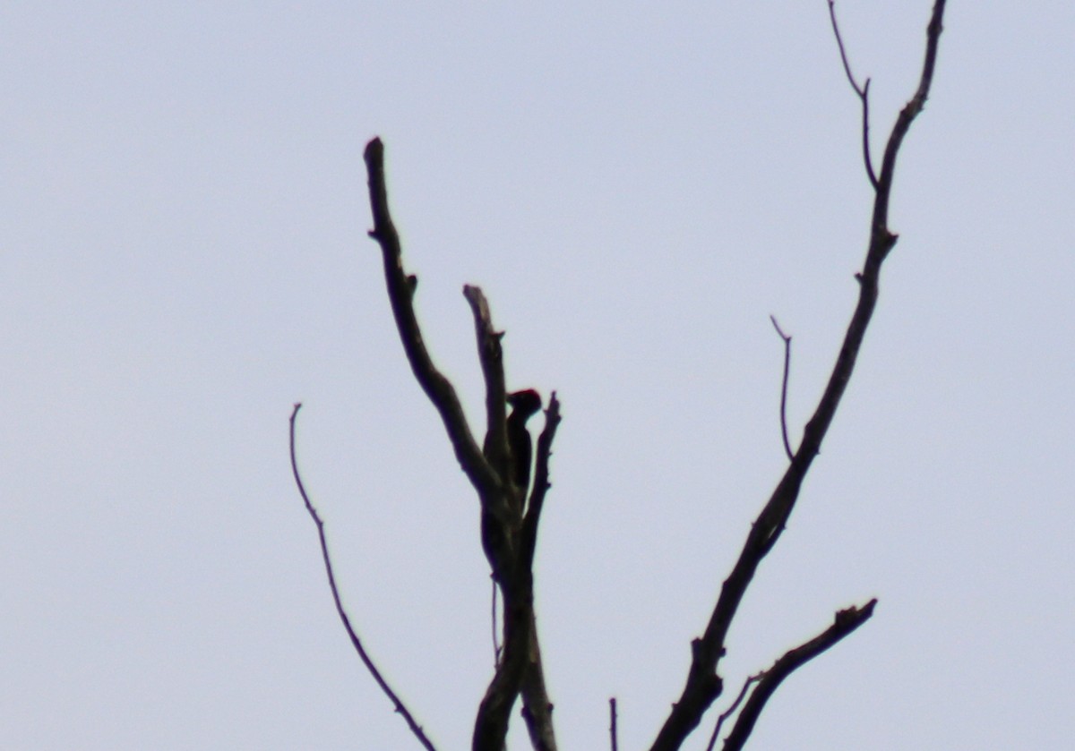 Black Woodpecker - ML619762418