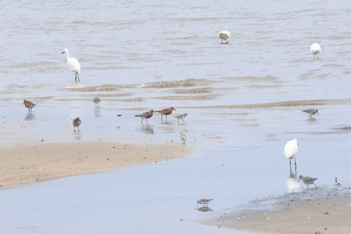 Red Knot - ML619762419