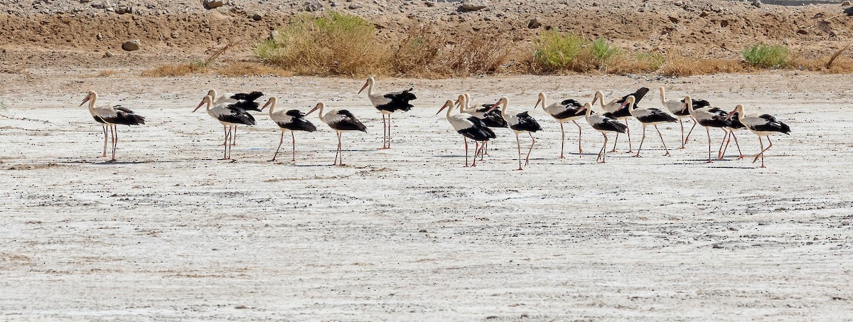 White Stork - ML619762439