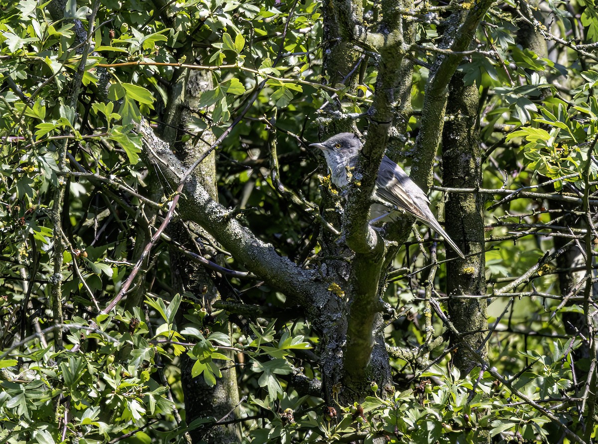 Barred Warbler - ML619762440