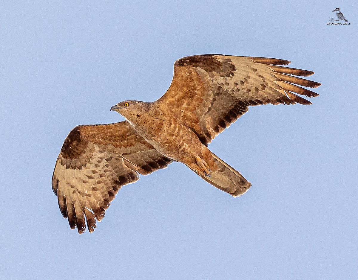 European Honey-buzzard - ML619762458