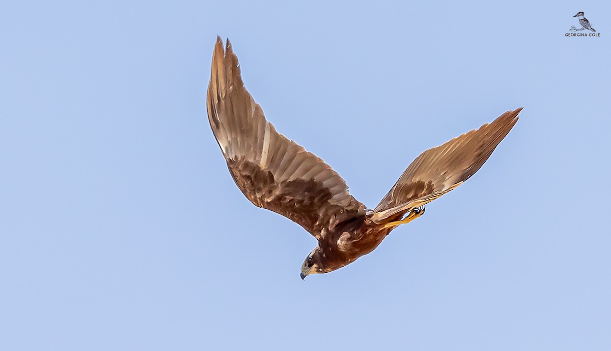 Western Marsh Harrier - ML619762474