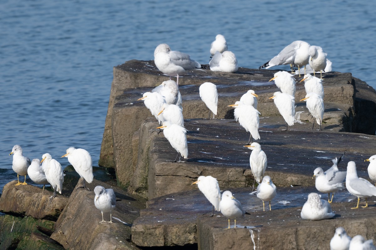 Western Cattle Egret - ML619762482