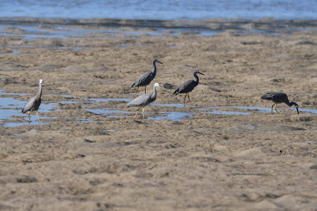 White-faced Heron - ML619762483