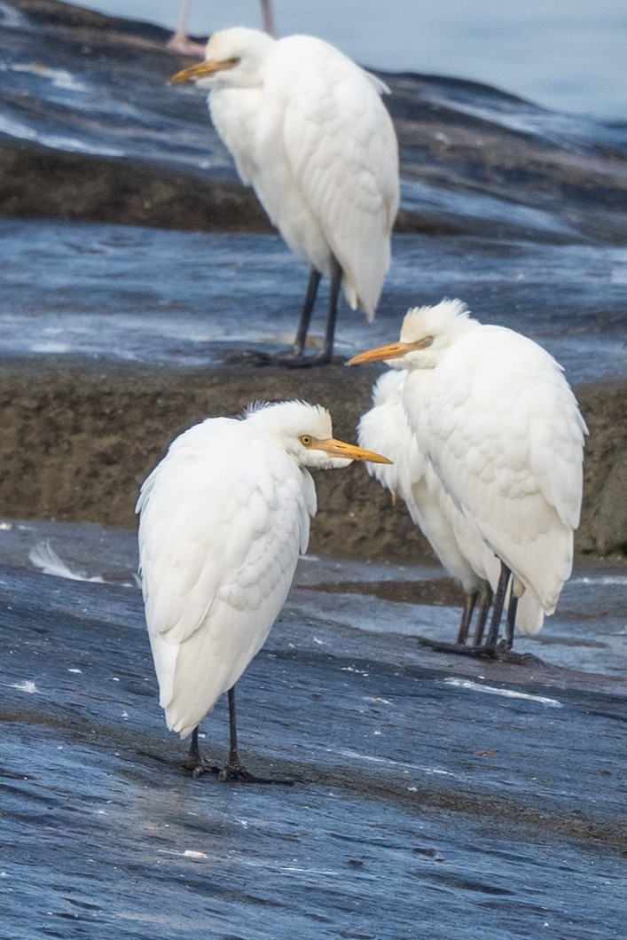 Western Cattle Egret - ML619762487