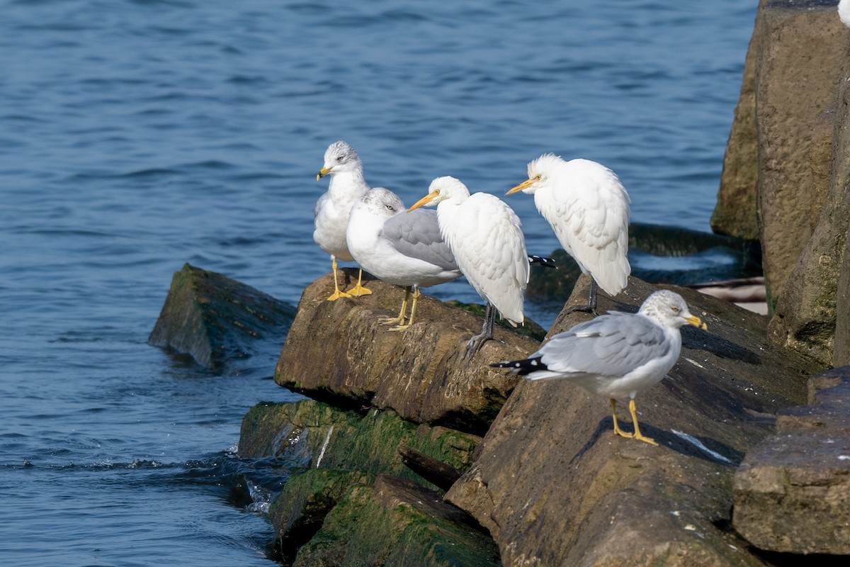 Western Cattle Egret - ML619762503