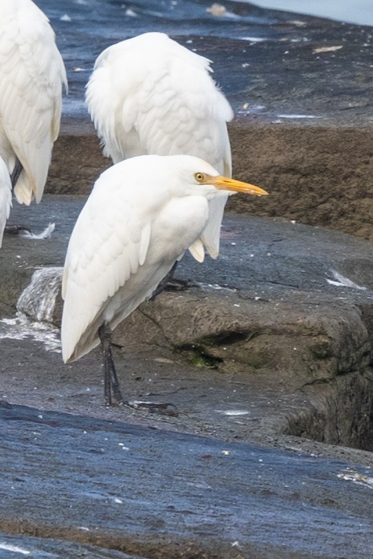 Western Cattle Egret - Nadine Bluemel