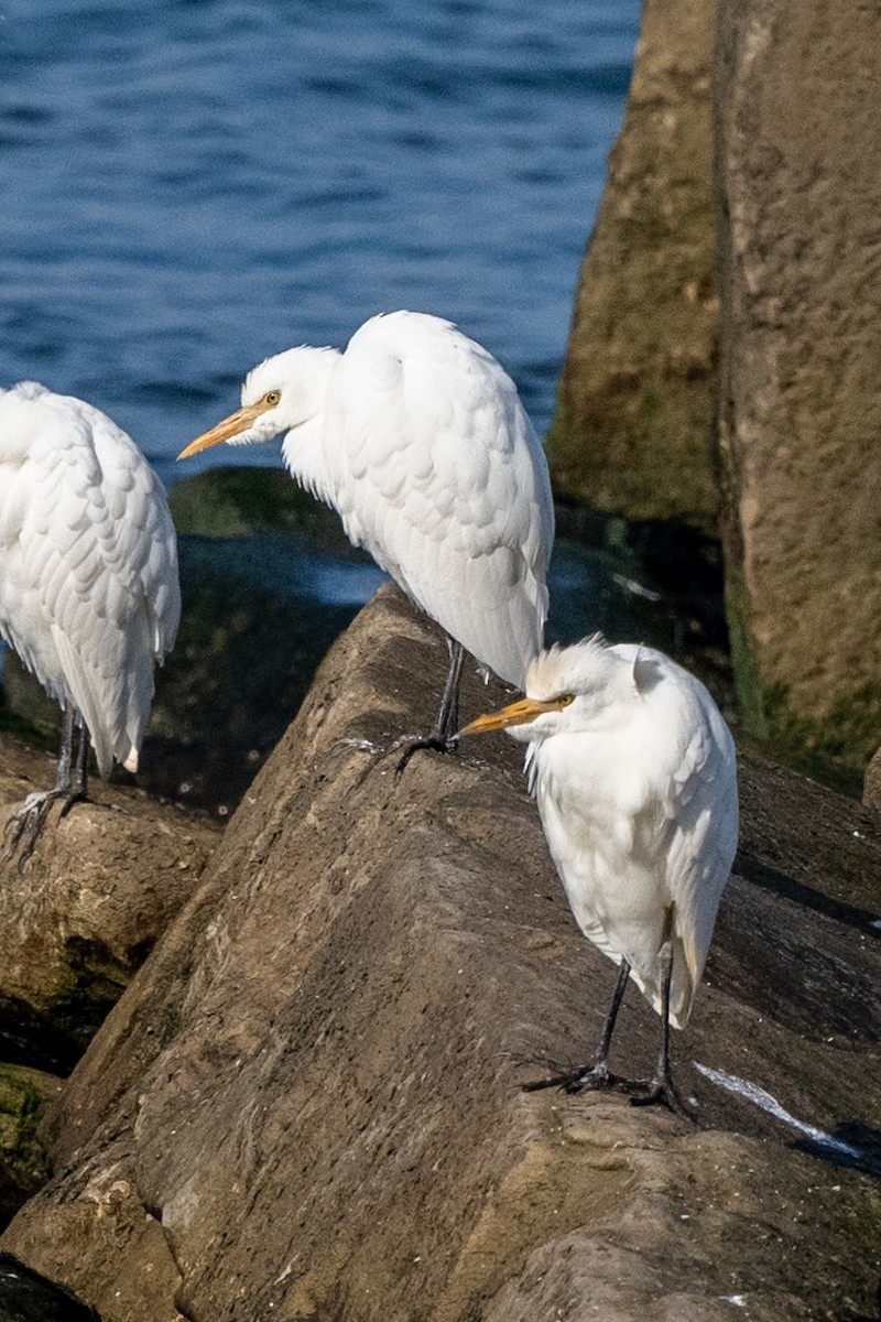 Western Cattle Egret - ML619762510