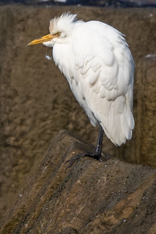 Western Cattle Egret - ML619762515