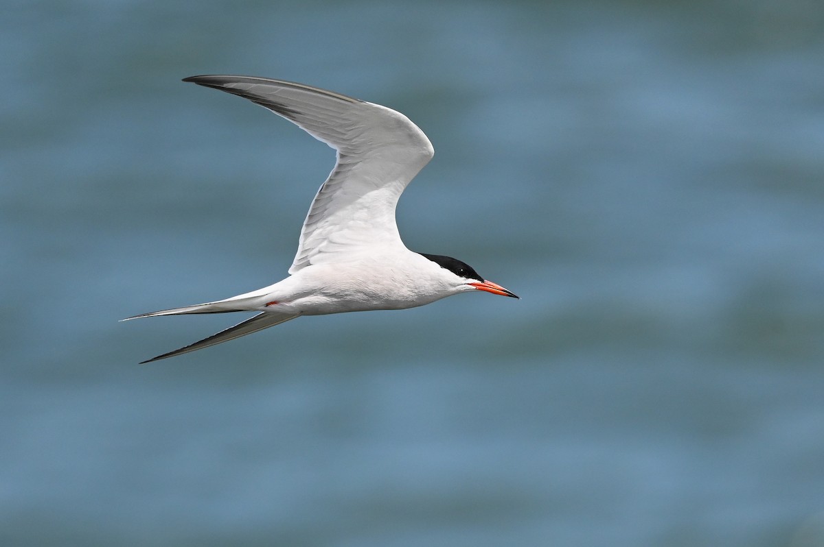 Common Tern - ML619762518