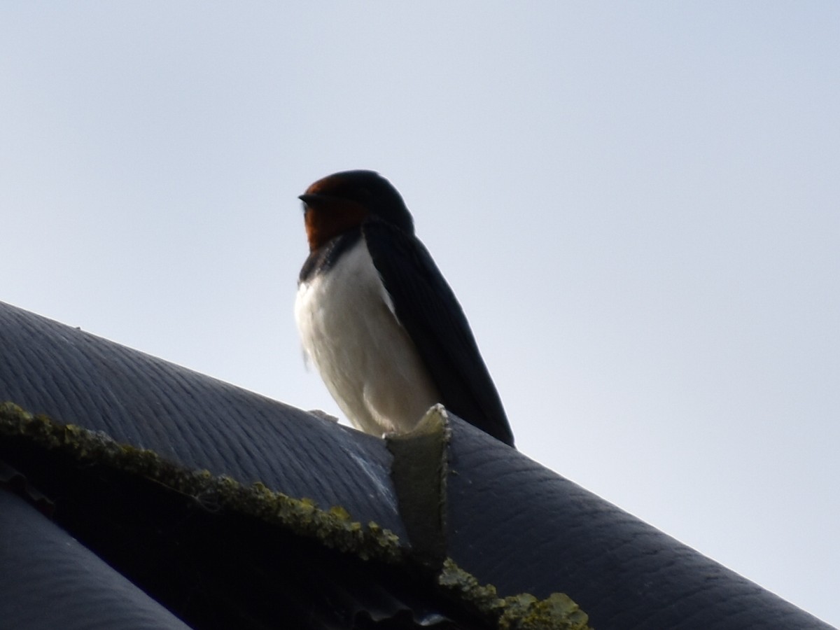 Barn Swallow (White-bellied) - ML619762519