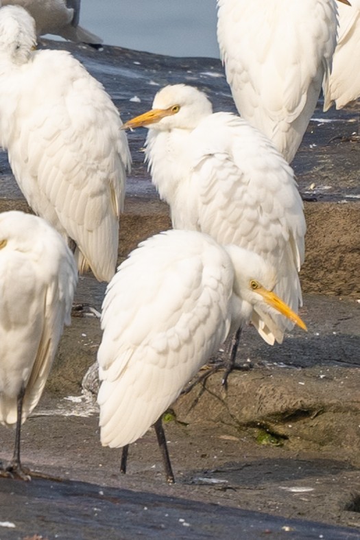 Western Cattle Egret - ML619762520