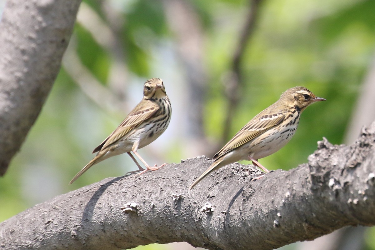 Olive-backed Pipit - ML619762525