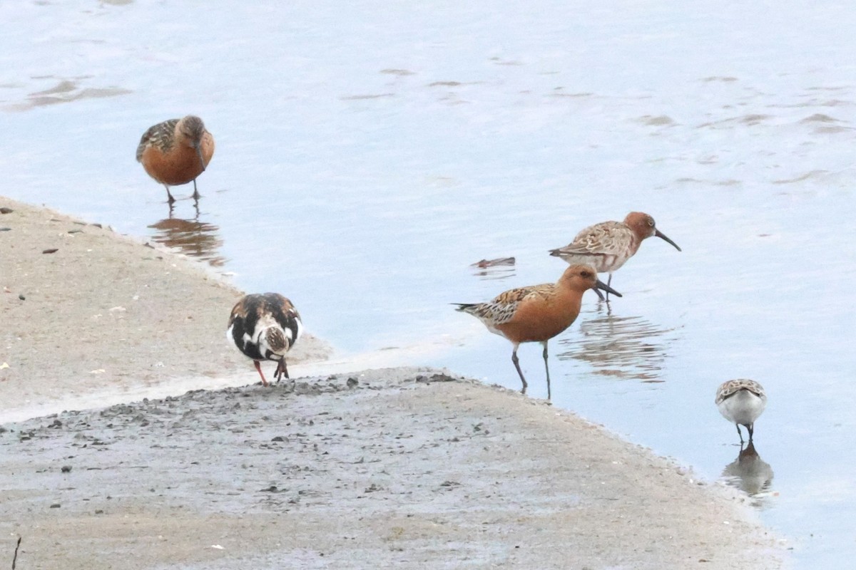 Red Knot - ML619762546