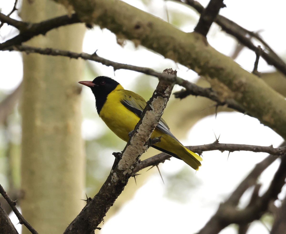 African Black-headed Oriole - ML619762567