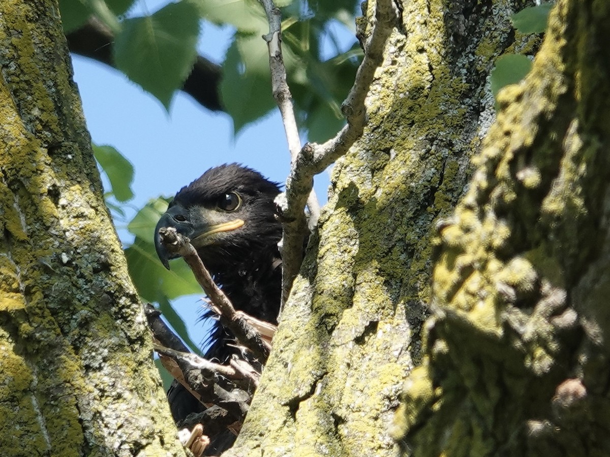 Bald Eagle - ML619762569