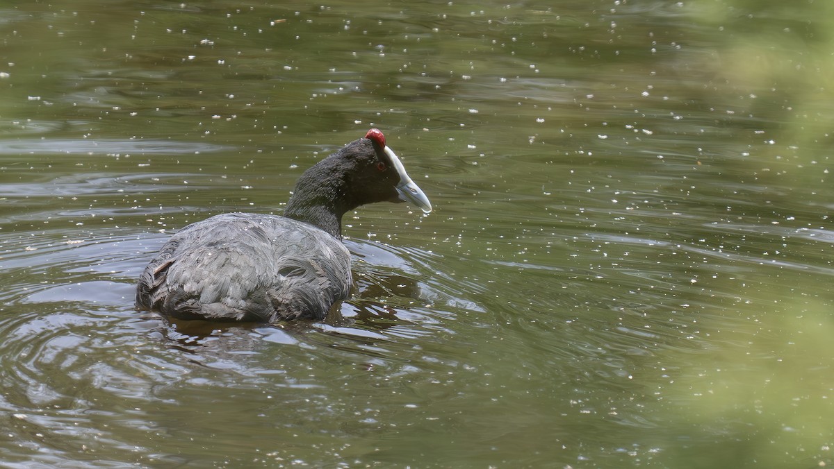 Red-knobbed Coot - ML619762574