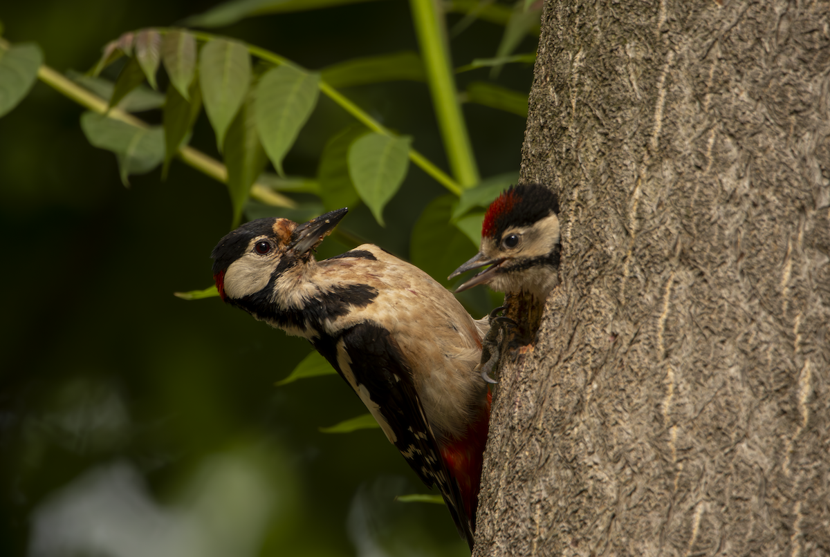 Great Spotted Woodpecker - ML619762578