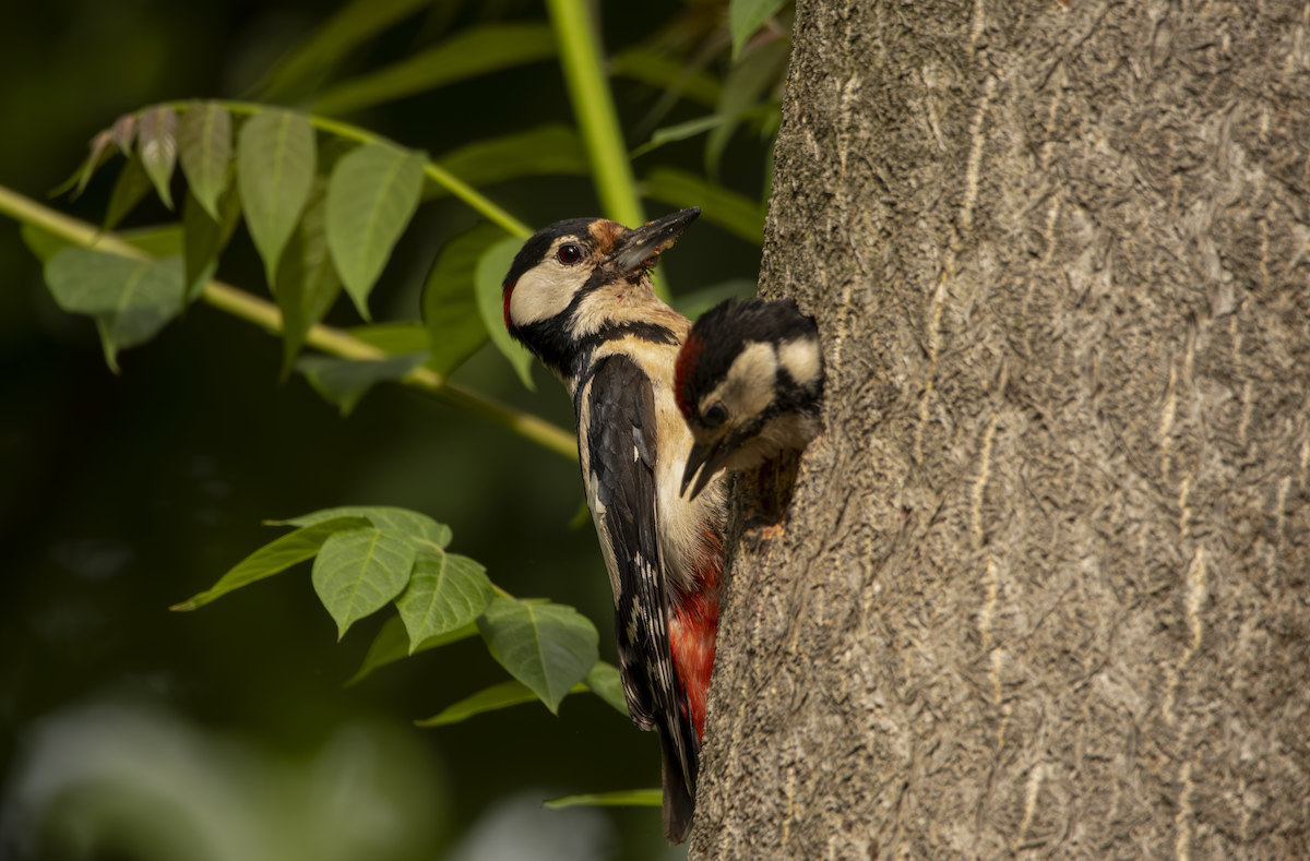 Great Spotted Woodpecker - ML619762579