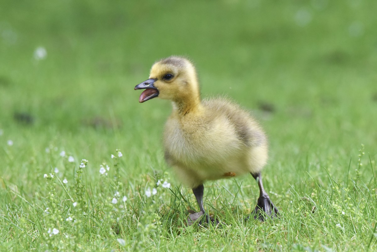 Canada Goose - ML619762586