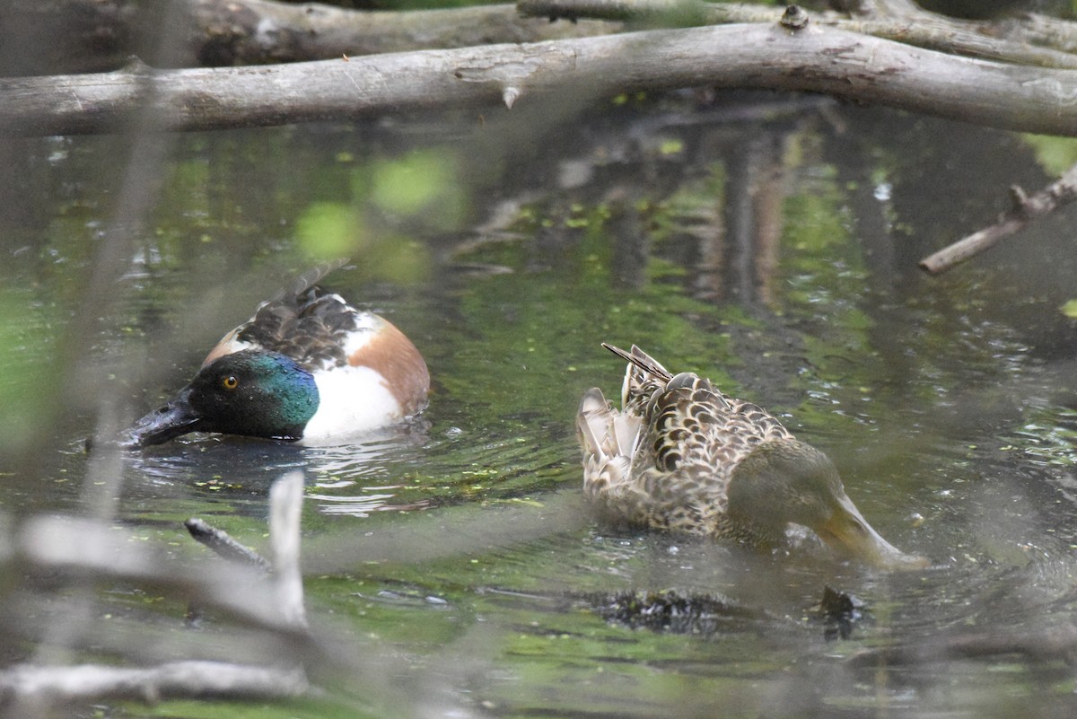 Northern Shoveler - ML619762594