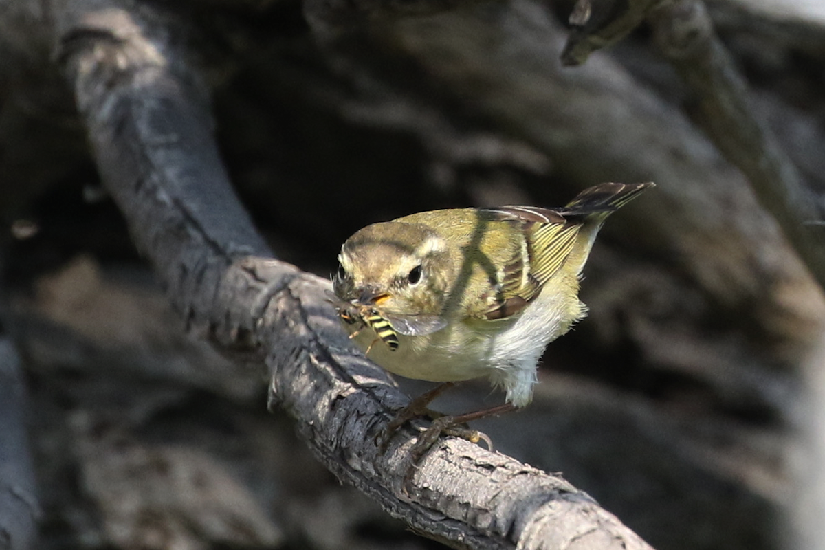 Yellow-browed Warbler - ML619762597