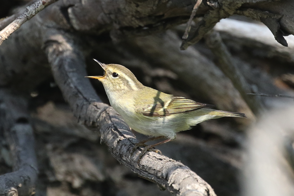 Yellow-browed Warbler - ML619762603