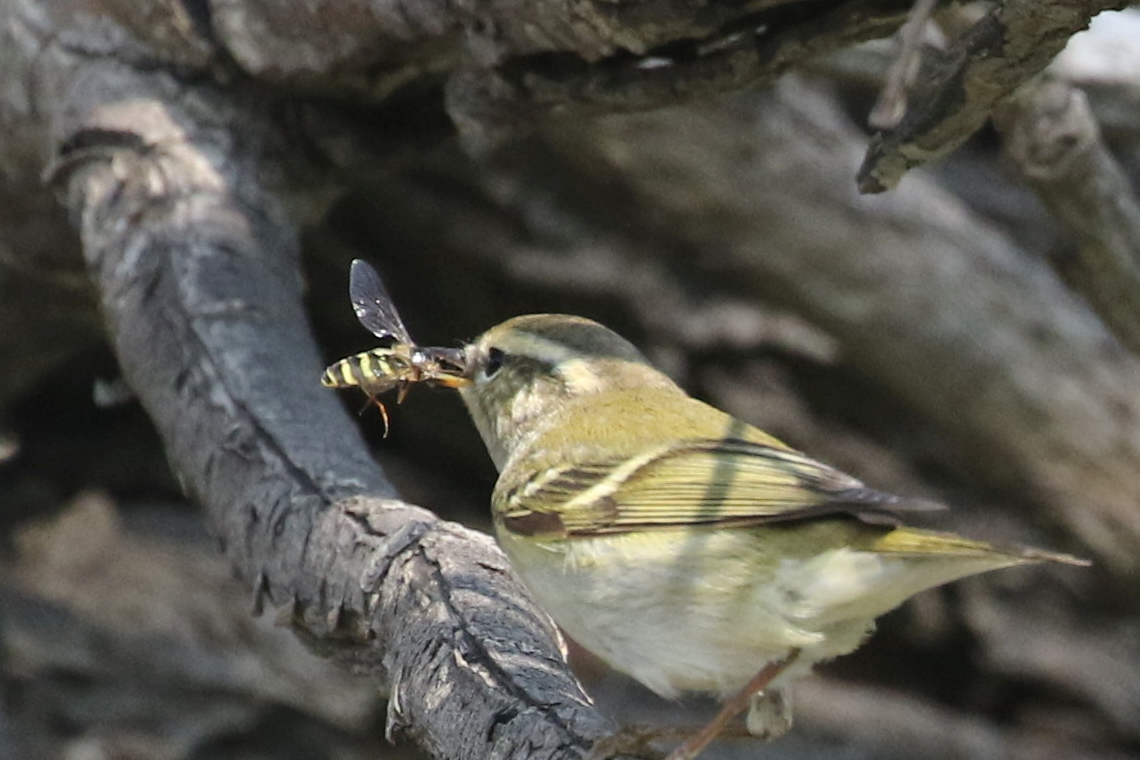 Yellow-browed Warbler - ML619762606