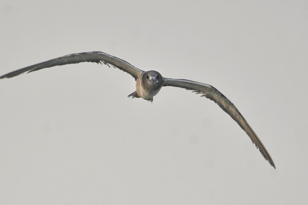 Sooty Tern - ML619762613