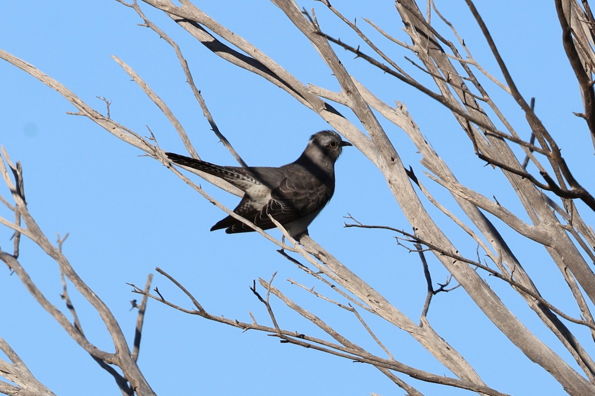 Pallid Cuckoo - ML619762620