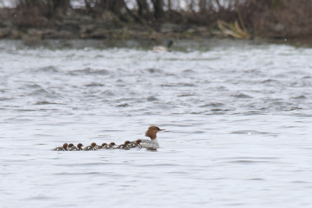 Common Merganser - ML619762636